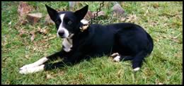 Australian Short-Haired Collie