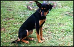Australian Kelpie
