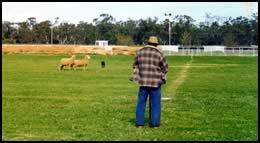 Sheepdog Trials