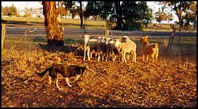 Australian Kelpie working sheep