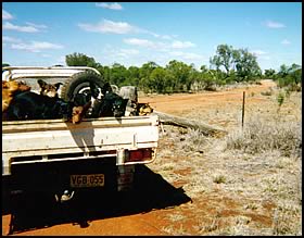 Australian Working Dogs