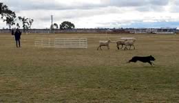 Digby - 3 Sheep Tria